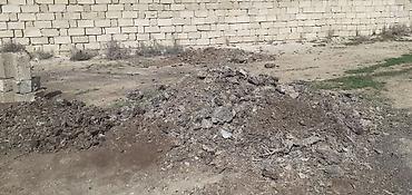 təbii yolka ağacı: Təbii Quru Mal Peyini Temiz Hazir yigilmis Kiselerdedi Ağaca Qazona — 6