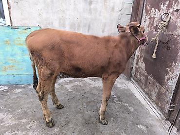 Коровы, быки: Продаю | Тёлка | Для разведения | Привязанные — 12