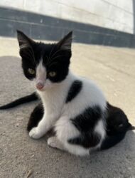 где можно купить шотландского вислоухого котенка: Кошка даром: Скотиш Фолд (Шотландская вислоухая), 4 месяца, Мальчик, Метис, Приучена к лотку, Проглистована