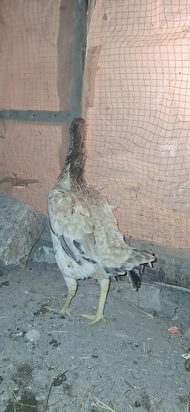 Toyuqlar: Toyuq, Damazlıq — 10