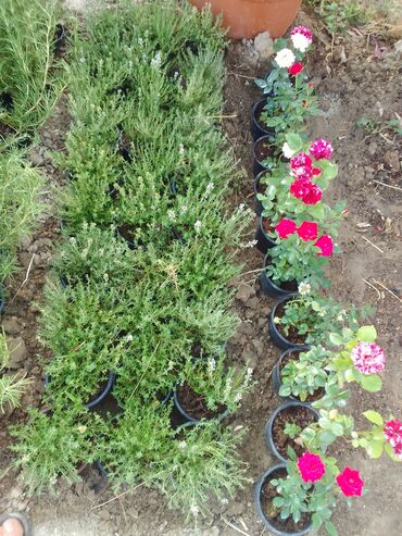 Çöl bitkiləri: Həmişə yaşıl — 13