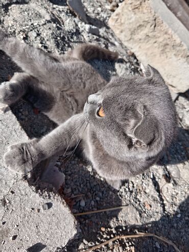 Другие Автомобили: Кошки