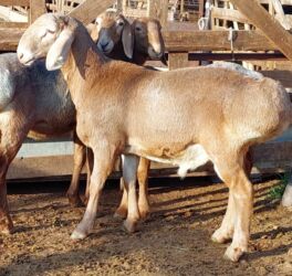 продажа баранов в бишкеке: Продаю | Баран (самец) | Арашан