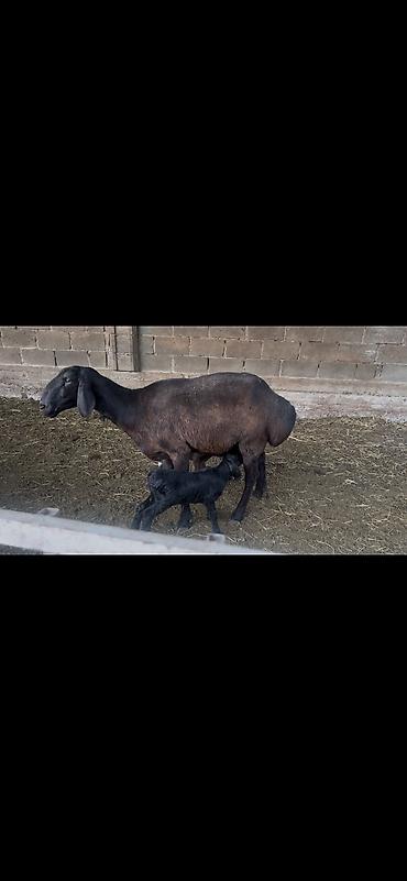 бараны меренос: Продаю | Овца (самка), Ягненок | Арашан | Для разведения | Матка — 1