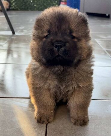 Psi: Čistokrvni CHOW-CHOW štenci Na prodaju čistokrvni CHOW-CHOW štenci — 8