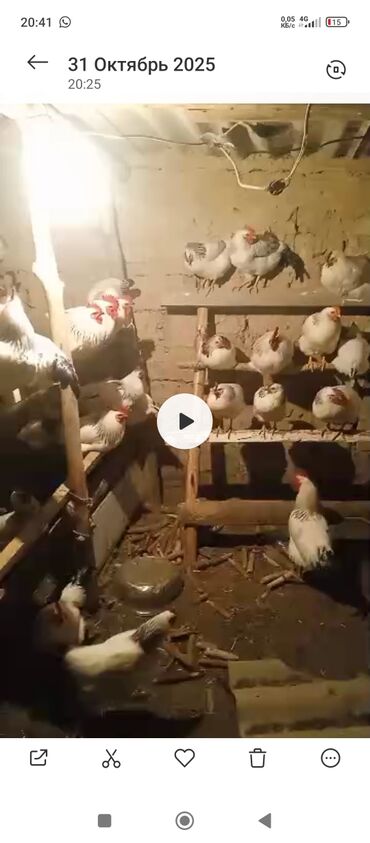 объявления о пропаже животных: Тоок сатылат 1000с