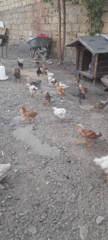 Toyuqlar: Toyuq, Adler, Bresse, Kuçin, Damazlıq, Ünvandan götürmə, Pulsuz çatdırılma, Ödənişli çatdırılma