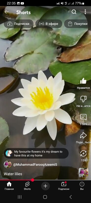 Садовые цветы и кустарники: Семена цветка: Самовывоз, Платная доставка — 16