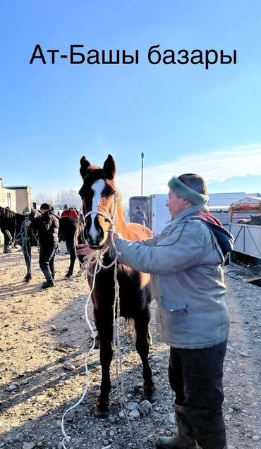 индук сатам: Семиз бээ сатылат.Ат-Башы районунан алынып келген