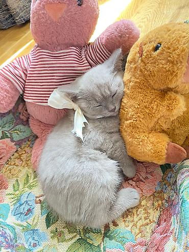 Pişiklər: Britan — 7