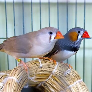Услуги ветеринара: Амадины – миниатюрные, пропорциональные, очень красивые птицы с ярким