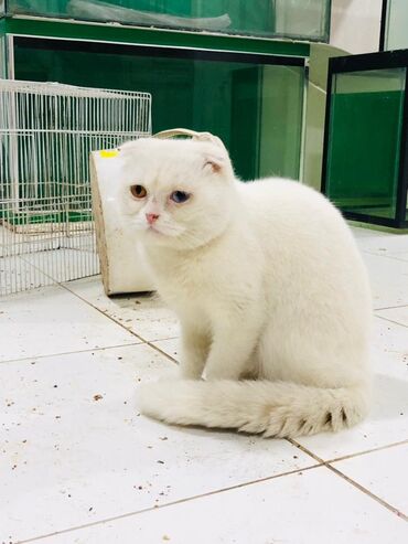 сибирский кот цена: Скотиш фолд