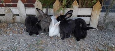 Dovşanlar: İri sort dovşanlar satilir! orta çəkili dovşanlar 15 azn, ağir çəkili -da lalafo.az — 3 Dovşanlar: İri sort dovşanlar satilir! orta çəkili dovşanlar 15 azn, ağir çəkili — 3