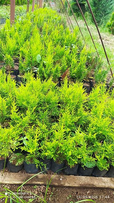 divar kağızları ve qiymetleri: Limonni yolka. Leylandıra. amerkan toya. kamsparis .majivilik — 1