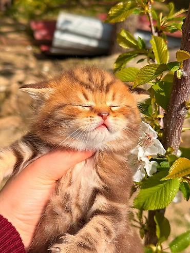 Pişiklər: Britan — 1