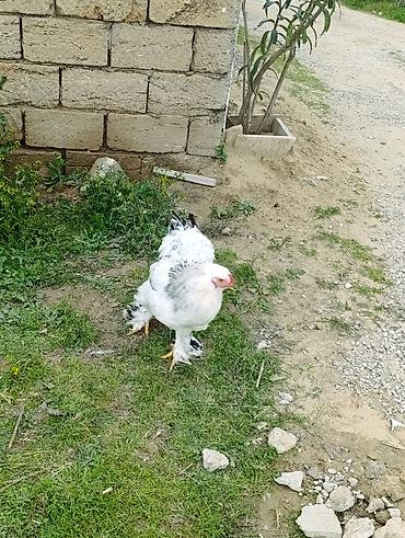 Digər quşlar: 3 dənə xoruzdu Heç 1 yaşları yoxdu 2 si təzə banlamağa başlayıb biri — 7