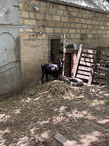 ev heyvanlarının satışı: Dişi, il: 1, Damazlıq, Ünvandan götürmə — 5
