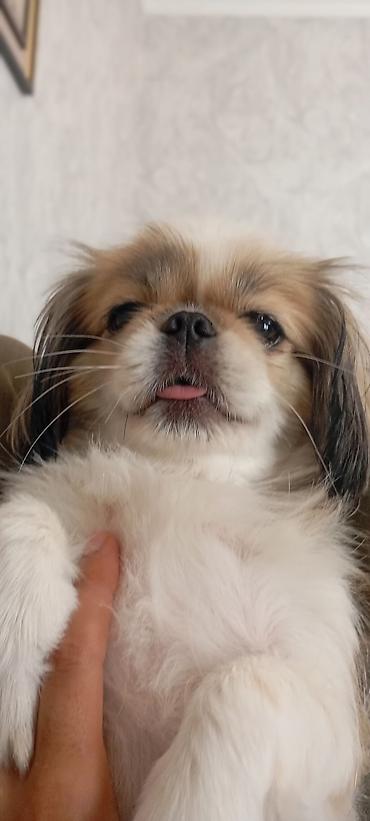 tap az it: Pekines — 3
