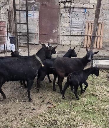 Keçi, çəpiş: Təmiz orginal murciyano keçiləri yetik boğazdılar 6 dənə keçidi — 9