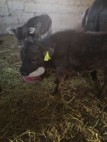 сколько стоит далматинец: Сатам | Уй (ургаачы) | Сүт алуу үчүн