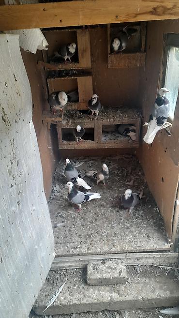 bulbul qusu satisi: Ag baş ag quyruq satılır cütü 100 manat. Ciddi alıcılar narahat etsin — 1