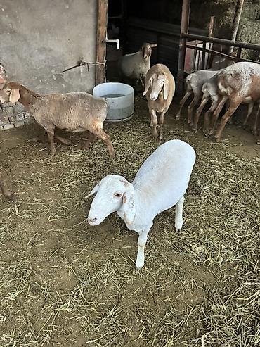 Продам с/х животных: Продаю | Ягненок | Для разведения — 4