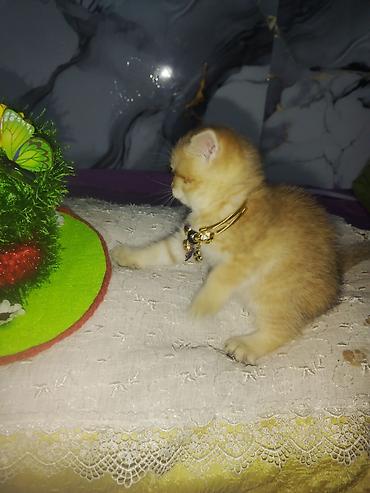 Pişiklər: Britan — 10