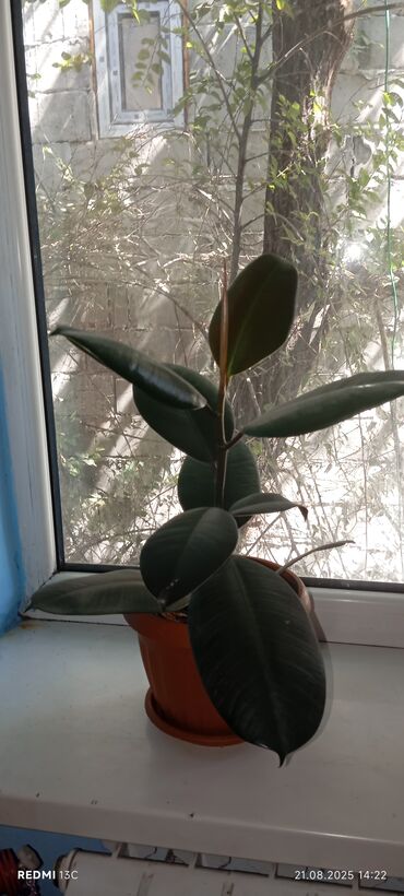 Фикусы: Фикусы — 4