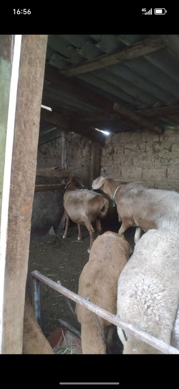 продам домик для кошки: Продаю | Овца (самка) | Для разведения | Матка at lalafo.kg продам домик для кошки: Продаю | Овца (самка) | Для разведения | Матка