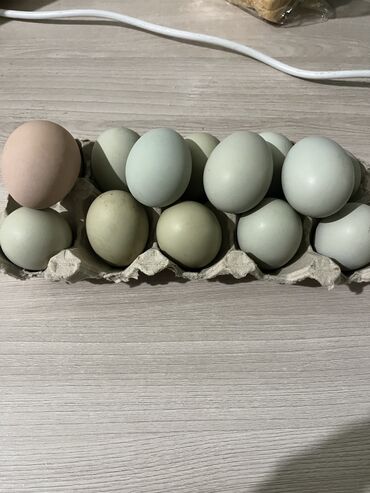 яйцо страуса цена бишкек: Продаю | Инкубационные яйца
