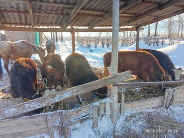 Коровы, быки: Продаю | Бык (самец), Музоо, торпок | Алатауская | На откорм, На забой, Для разведения | Искусственник