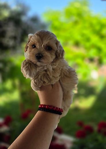 stenci maltezera: Savrseni maltipoo bebani spremni su za preuzimanje. Jako malog rasta — 3