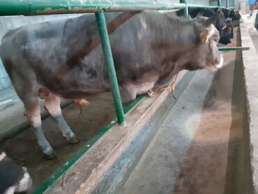 молочные породы коров в кыргызстане: Продаю | Бык (самец) | На откорм, На забой