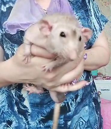 Кемирүүчүлөр: Питомник крыс Rat Haus Love . Предлагает пару молодых крыс . Мальчик — 9