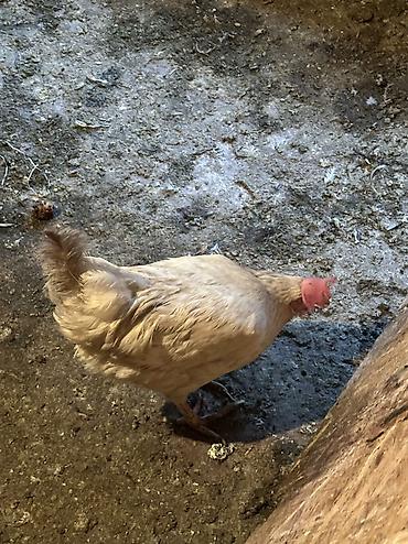 Птицы: Продаю несушек 300 голов 
1,5 года — 9