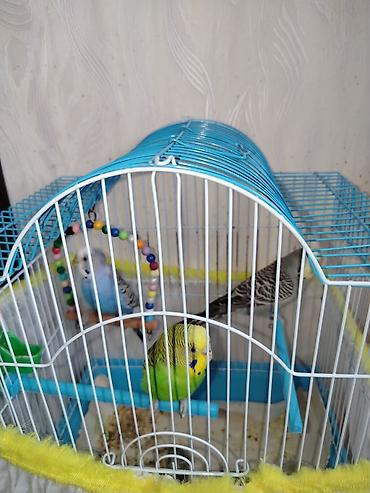 Qəfəslər: Məhsul: Dalmatian və Avstraliya cinsli dalğalı papuqaylar (budgerigar) — 5