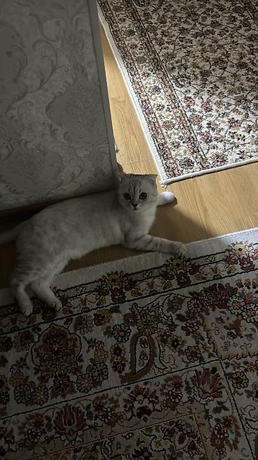 scottish: Скотиш Фолд (Шотландская вислоухая), 3 года, Мальчик, Кастрирована, Приучена к лотку, Проглистована — 2