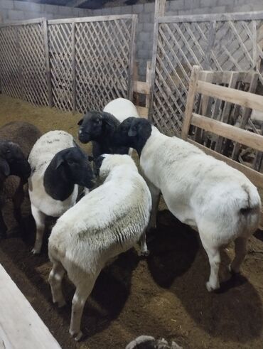Бараны, овцы: Продаю | Баран (самец) | Для разведения | Племенные — 5