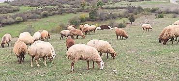 at sudu satisi: 50 baş qoyun satılır 2 qoç 48 qoyun cavan heyvanlardır çoxusu boğazdır — 1