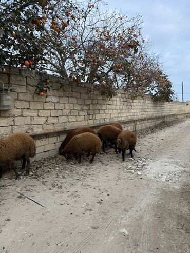 Qoyunlar, qoçlar: Erkək, Qala, il: 1, 65 kq, Damazlıq, Ünvandan götürmə — 5