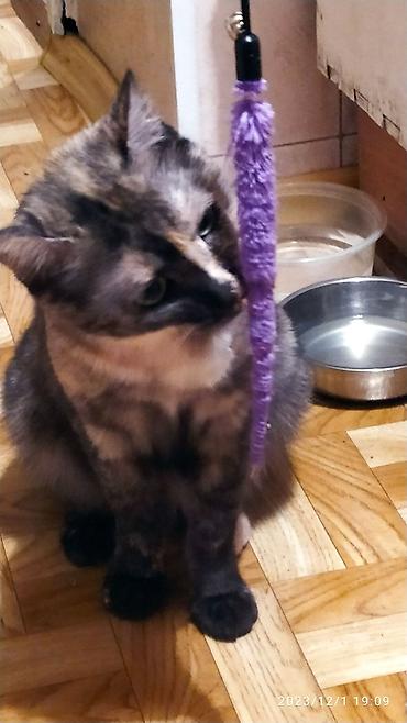 Продажа кошек: Красивые девочки . цветная и белая молодые кошки им скоро год.очень — 11