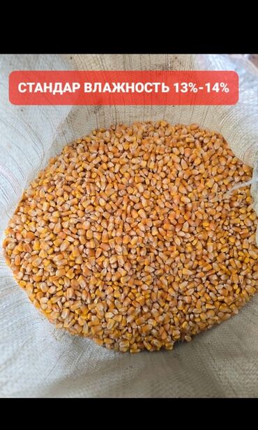 ортопедический коврик бишкек: Кукуруза Оптом, Самовывоз