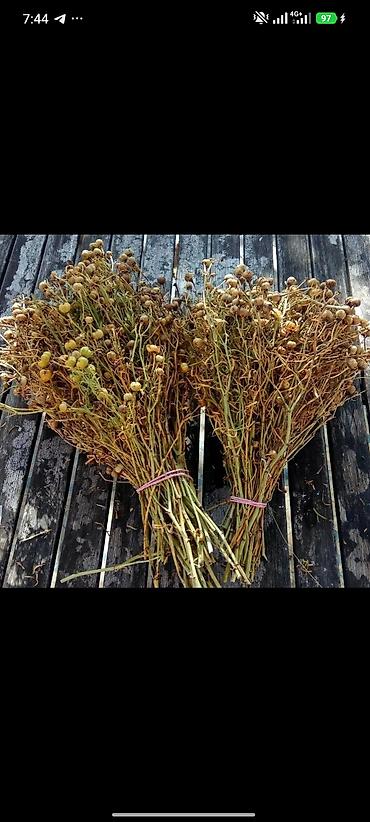 эстелик бишкек: Чөптөр (топтомдор), Антиоксиданттык таасир, Иммунитет үчүн, Организмди тазалоо үчүн, Жаңы — 1