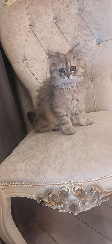 Pişiklər: Britan, Dişi, Ünvandan götürmə — 3