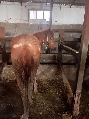 Лошади, кони: Продаю | Жеребенок | Для разведения | Племенные — 3