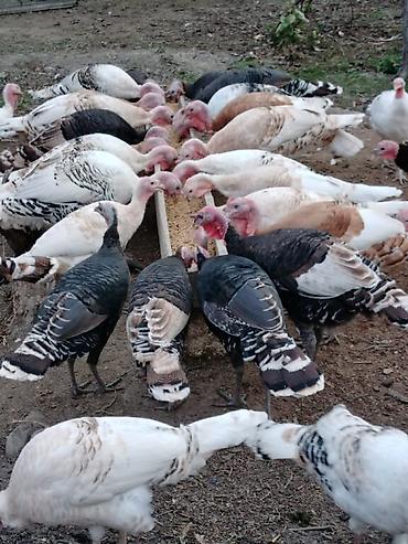 damazlıq heyvanların satışı: Erkək, Damazlıq, Ünvandan götürmə, Ödənişli çatdırılma — 6