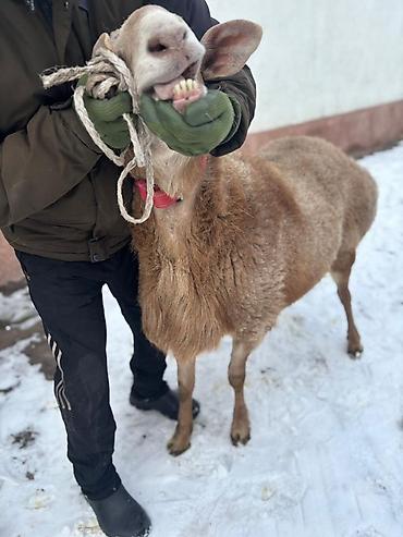 Баран, овца: Продаю | Баран (самец) | Для разведения | Племенные — 4