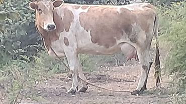 sudlu inək: Üçüncü qarına doğub beş günlük erkək smental balası yanında satılır — 1