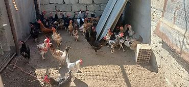 cucə və xoruz təmsil: Yerli həyət təsərrüfatından toyuqlar - Çeşidli yerli xırda təsərrüfat — 2