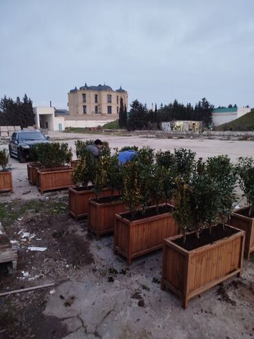 Bitkilər üçün dibçəklər: 🇦🇿Bakı şəhəri üzrə zəmanətli Taxta dipçəklərin topdan və pərakəndə — 3